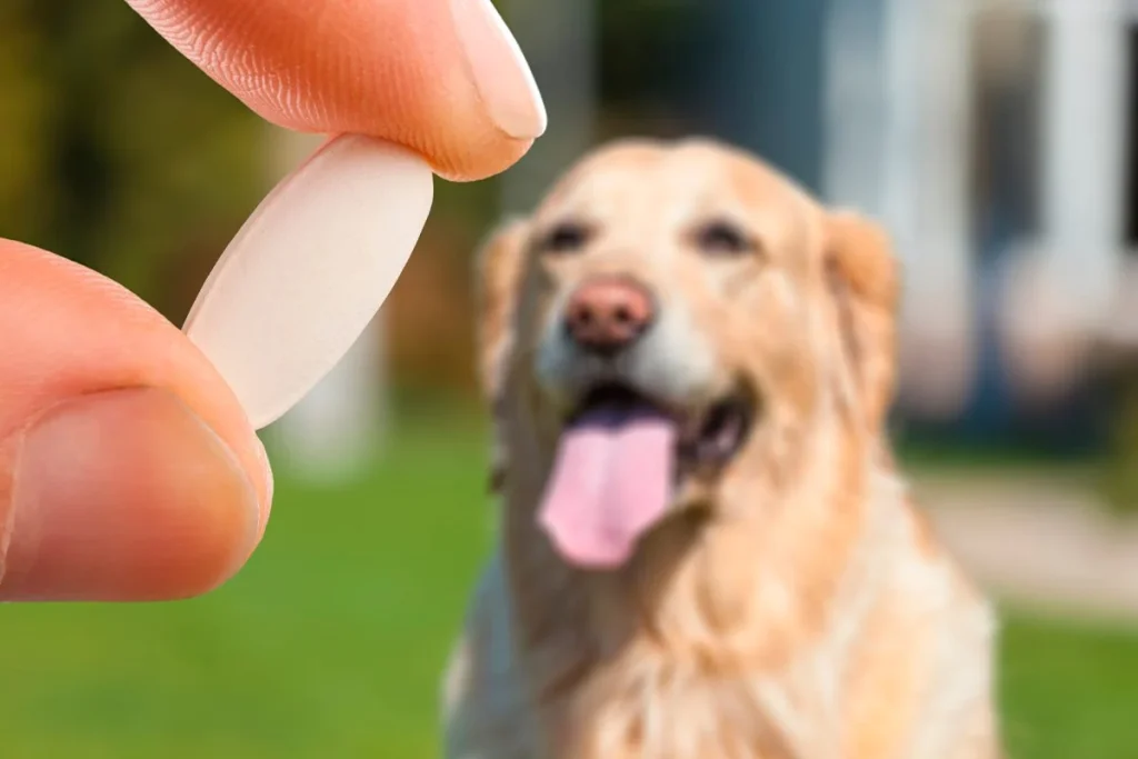 SE PRUEBA LA RAPAMICINA EN PERROS DE RAZAS GRANDES