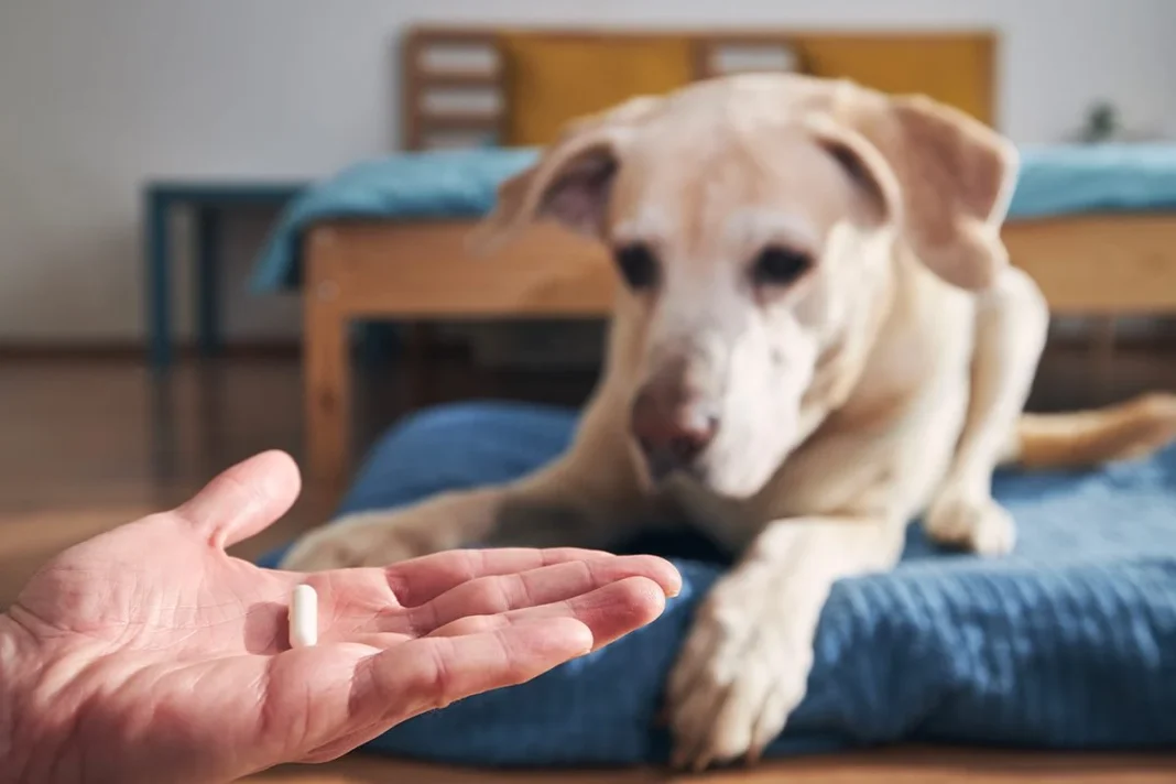 UN ENSAYO CLÍNICO CON MÁS DE 1.300 PERROS