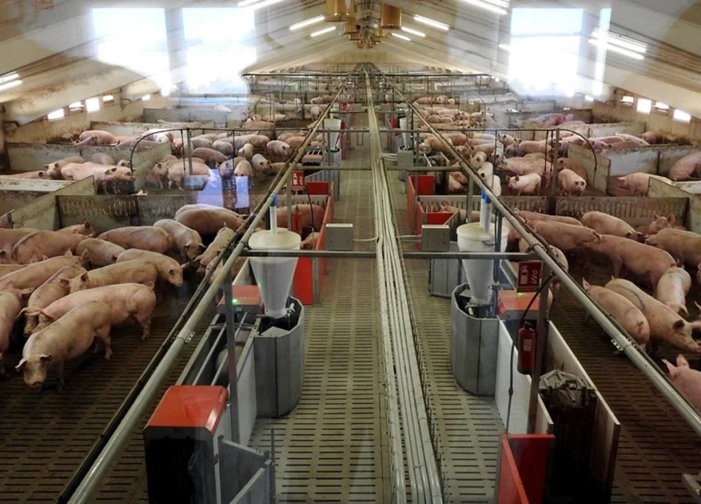 La dura respuesta de China a las restricciones de la UE a sus coches eléctricos pone a España en un aprieto 3 Un modelo demasiado dependiente de China deja a granjas españolas en la incertidumbre