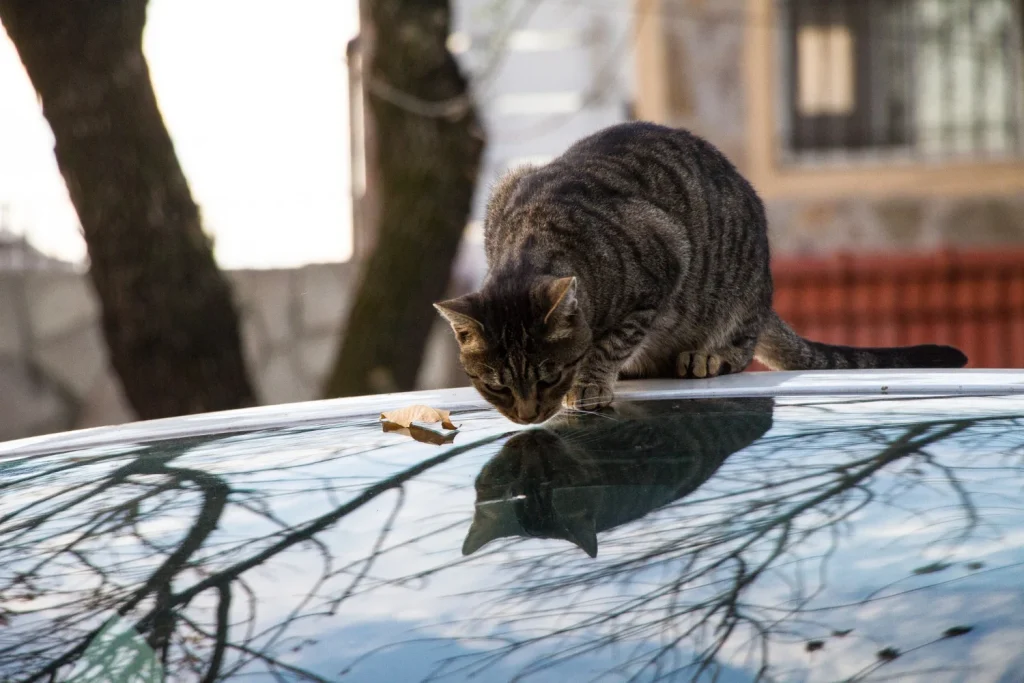 Un gato subido a la parte superior de un coche por las inundaciones tras una alerta de la AEMET