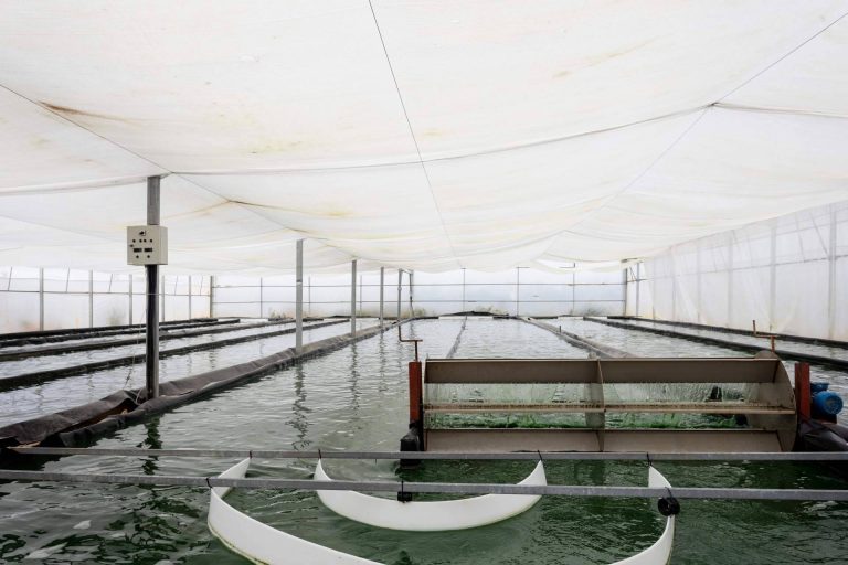 Catalunya impulsa la producción de espirulina fresca con ideas culinarias para todos los gustos