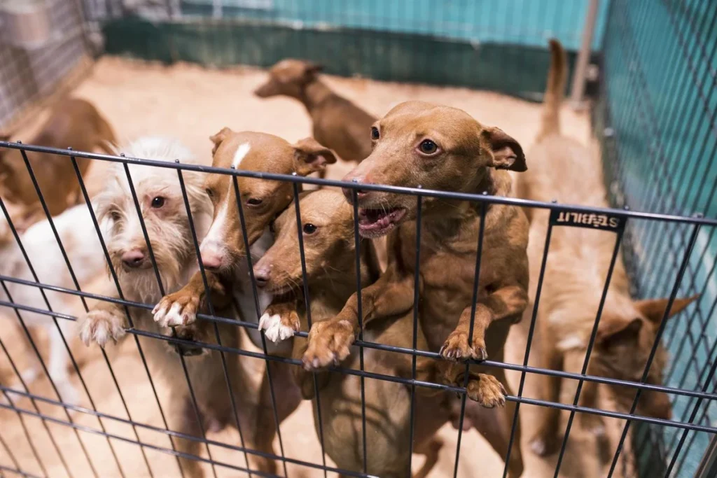 Perros en una protectora de animales