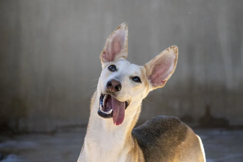 Uno de los perros rescatados por una protectora de animales durante la DANA de Valencia de octubre de 2024