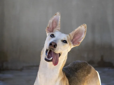perros rescatados de la dana Uno de los perros rescatados por una protectora de animales durante la DANA de Valencia de octubre de 2024