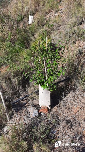 Del drama a la acción: una reforestación responsable tras los incendios