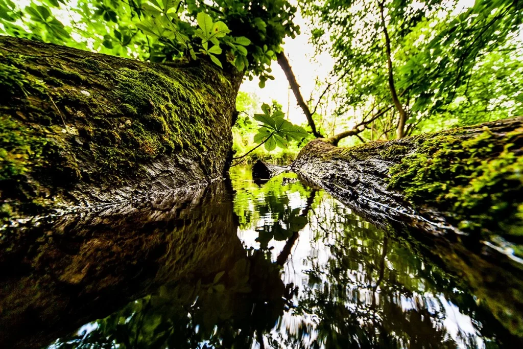 Científicos identifican un fenómeno natural clave en la evolución de especies