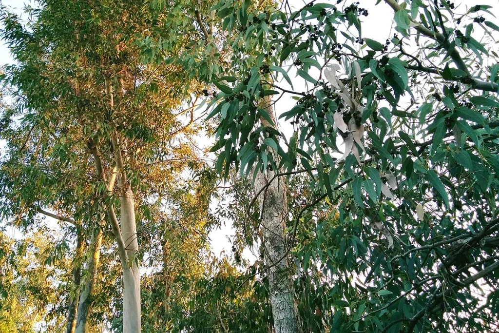 El árbol filtrador de oro sorprende a la ciencia española por su capacidad extraordinaria