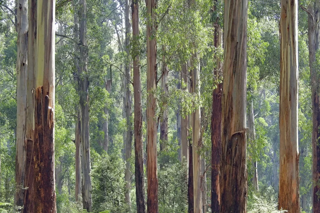Fenómeno natural en España_ árboles que capturan y filtran pequeñas cantidades de oro