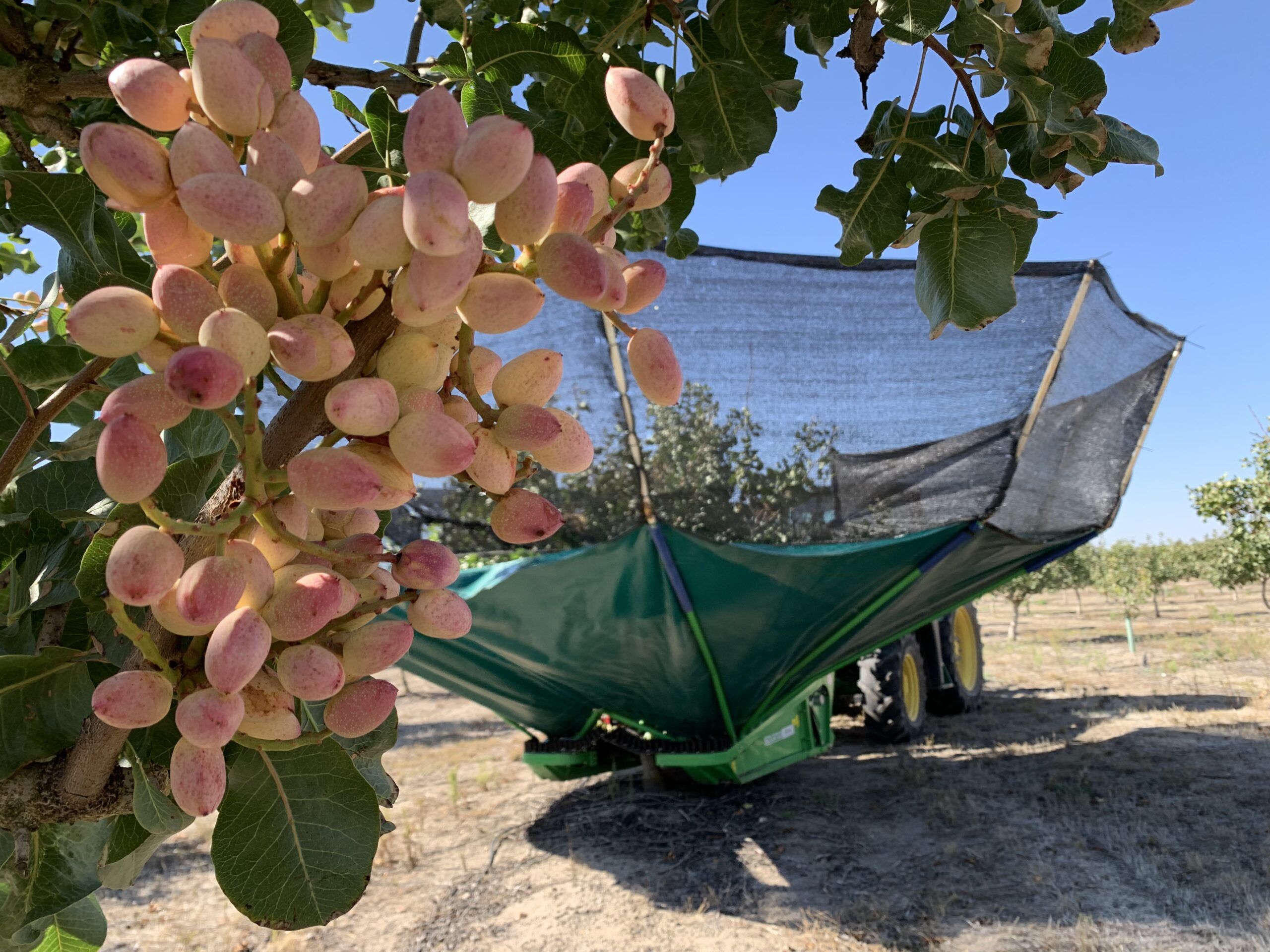 Grupo Pistacyl prevé quintuplicar el volumen de pistacho recogido en Castilla y León en una excelente campaña 2025 39 Foto campana pistacho Pistacyl 2025 scaled 1