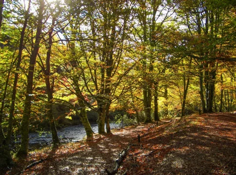 Fui al Hayedo de Montejo y descubrí algo que no imaginaba, por eso el acceso está limitado a 90 personas según Juana Guna (41), guía turística Fui al Hayedo de Montejo y descubrí algo que no imaginaba, por eso el acceso está limitado a 90 personas según Juana Guna (41), guía turística