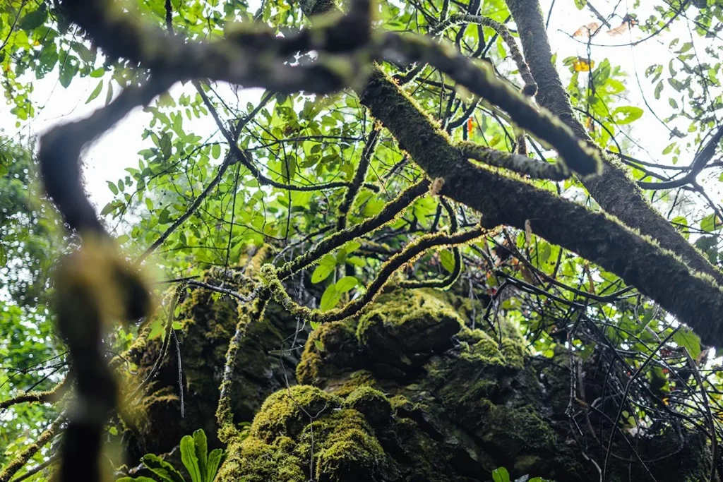 La aparición de nuevas especies podría estar vinculada a fenómenos naturales descubiertos por la ciencia