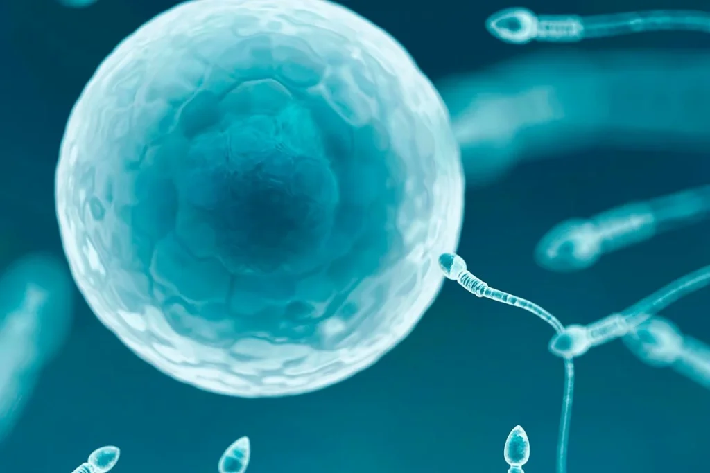 La ciencia logra generar óvulos humanos desde la piel abriendo nuevas puertas a la fertilidad 1 La ciencia redefine la fertilidad con técnicas para producir óvulos a partir de células dérmicas