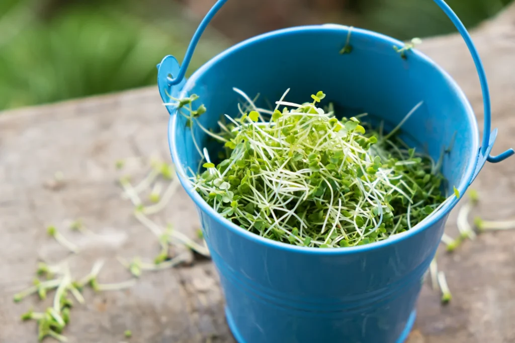 El 'pesticida' natural que echas a la ensalada creyendo que es sano: "Es un nido de bacterias", alerta la nutricionista Clara Puig (41) 2 La nutricionista Clara Puig insiste en que su advertencia sobre este pesticida natural no es para generar alarma, sino conciencia sobre un riesgo real y fácilmente evitable. Fuente: Freepik