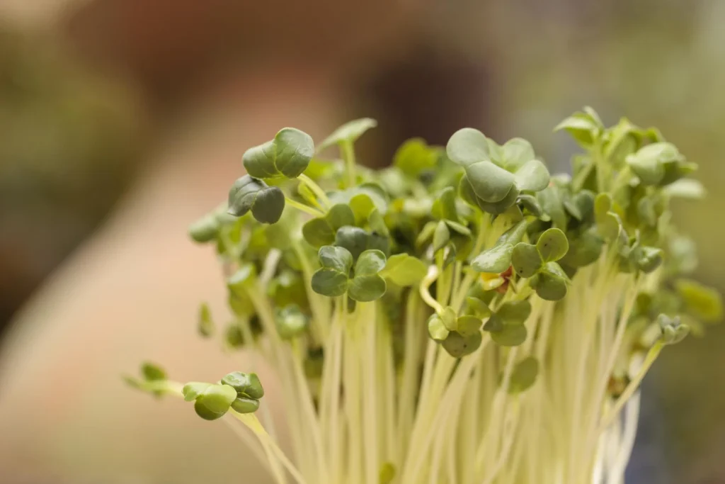 El 'pesticida' natural que echas a la ensalada creyendo que es sano: "Es un nido de bacterias", alerta la nutricionista Clara Puig (41) 3 Conocer al adversario es clave; en este caso, el pesticida del que hablamos tiene nombres y apellidos de patógenos conocidos por sus graves consecuencias para la salud. Fuente: Freepik