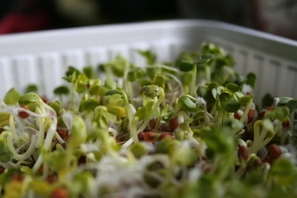 El 'pesticida' natural que echas a la ensalada creyendo que es sano: "Es un nido de bacterias", alerta la nutricionista Clara Puig (41) 4 Afortunadamente, desactivar este pesticida biológico es más sencillo de lo que parece y no requiere renunciar por completo a los germinados en nuestra dieta. Fuente: Freepik