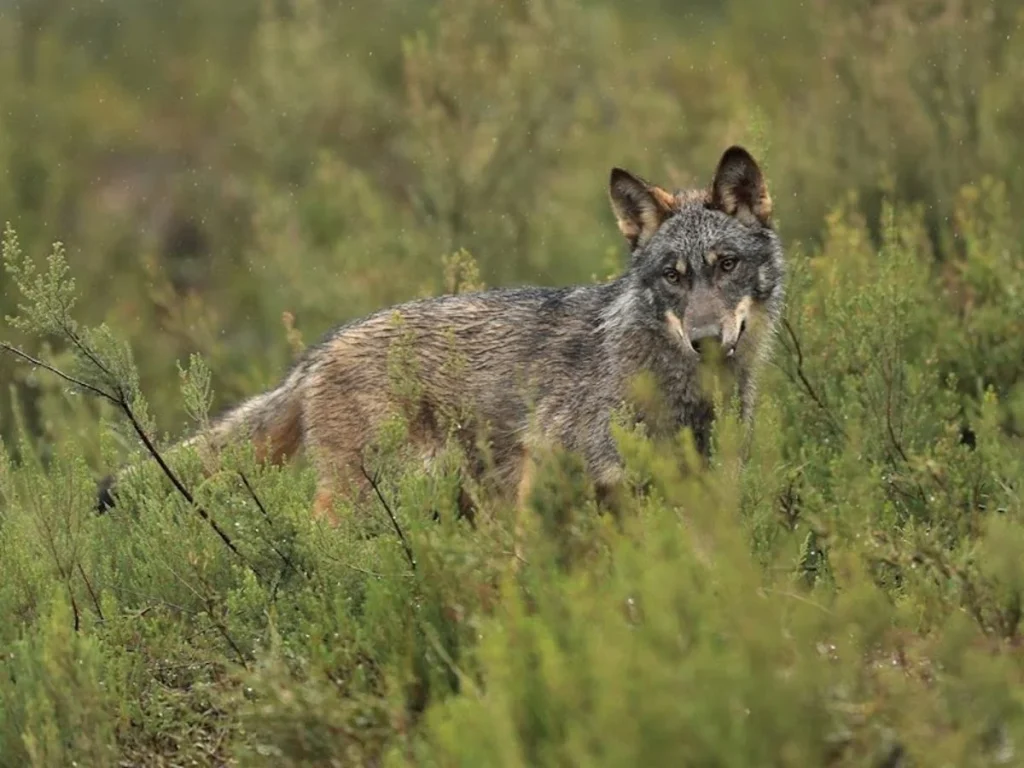 Fotografía de un lobo ibérico en Asturias, España