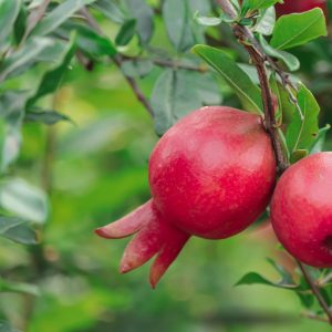 España produce más de 79.000 toneladas de granada, fruta con punicalagina aliada para la astenia otoñal