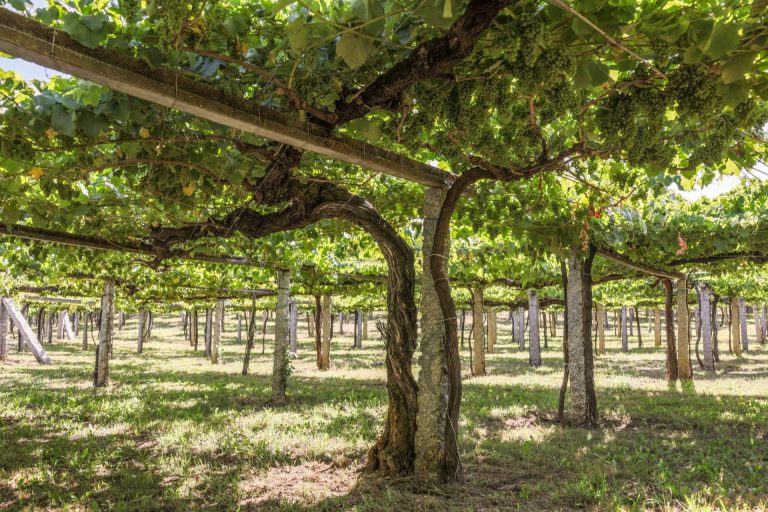 DO Rías Baixas 2025; una vendimia de futuro, hecha a mano y con alma sostenible