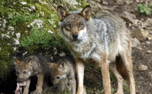 "Legalizan un exterminio atroz": Dos querellas en Asturias y Cantabria destapan los tejemanejes de la caza del lobo
