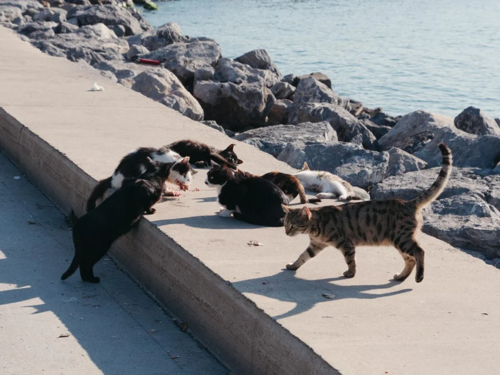 “Tenemos un problema con los gatos del que nadie quiere hablar”: La dura advertencia de la National Geographic sobre los gatos y el peligro que están causando en España 1 La sorprendente distancia que recorren los gatos una vez fuera de casa