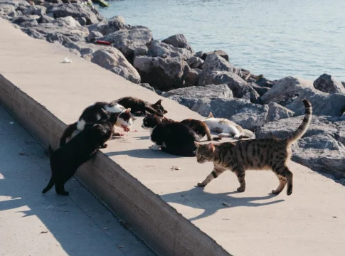 La sorprendente distancia que recorren los gatos una vez fuera de casa | Fuente: Pexels La sorprendente distancia que recorren los gatos una vez fuera de casa