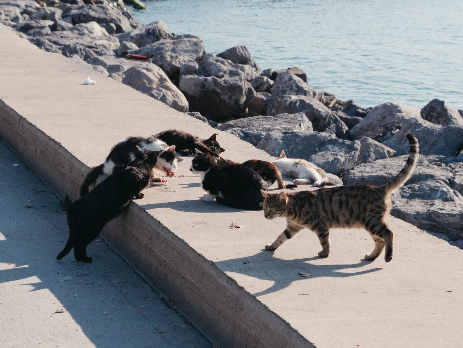 La sorprendente distancia que recorren los gatos una vez fuera de casa | Fuente: Pexels La sorprendente distancia que recorren los gatos una vez fuera de casa