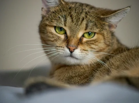 “Tenemos un problema con los gatos del que nadie quiere hablar”: La dura advertencia de la National Geographic sobre los gatos y el peligro que están causando en España | Fuente: Pexels “Tenemos un problema con los gatos del que nadie quiere hablar”: La dura advertencia de la National Geographic sobre los gatos y el peligro que están causando en España