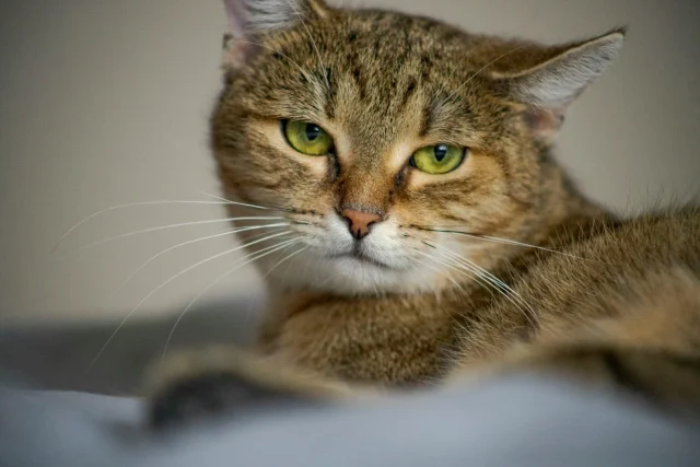 ​“Tenemos un problema con los gatos del que nadie quiere hablar”: La dura advertencia de la National Geographic sobre los gatos y el peligro que están causando en España