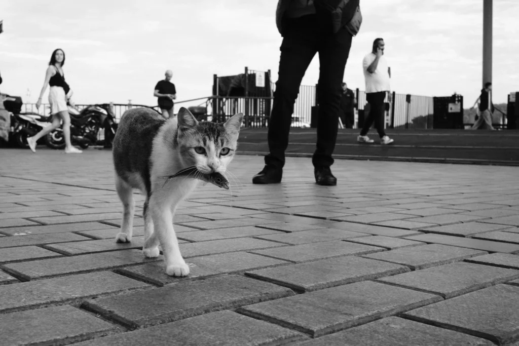 “Tenemos un problema con los gatos del que nadie quiere hablar”: La dura advertencia de la National Geographic sobre los gatos y el peligro que están causando en España 2 La tenencia responsable es la clave para la solución de la biodiversidad