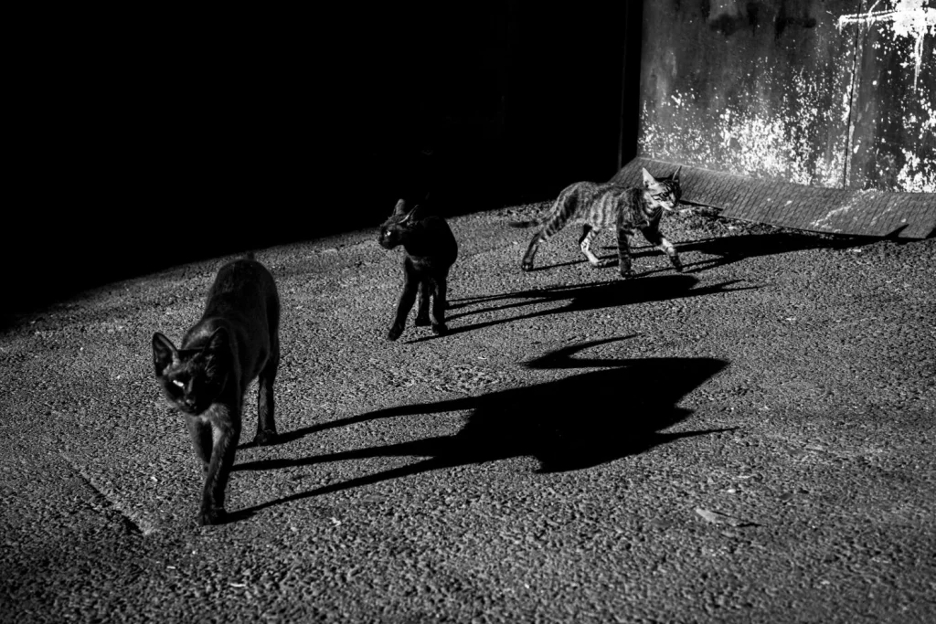 La macabra razón por la que en España se prohíbe la adopción de gatos negros en Halloween 3 La demanda de gatos negros disminuye