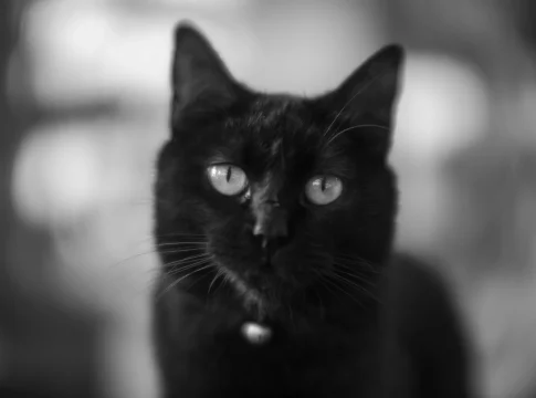 La macabra razón por la que en España se prohíbe la adopción de gatos negros en Halloween | Fuente: Pexels La macabra razón por la que en España se prohíbe la adopción de gatos negros en Halloween
