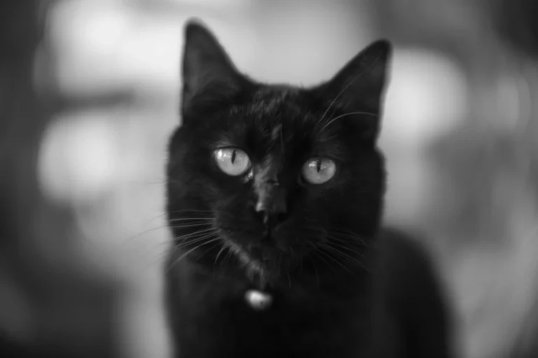 La macabra razón por la que en España se prohíbe la adopción de gatos negros en Halloween