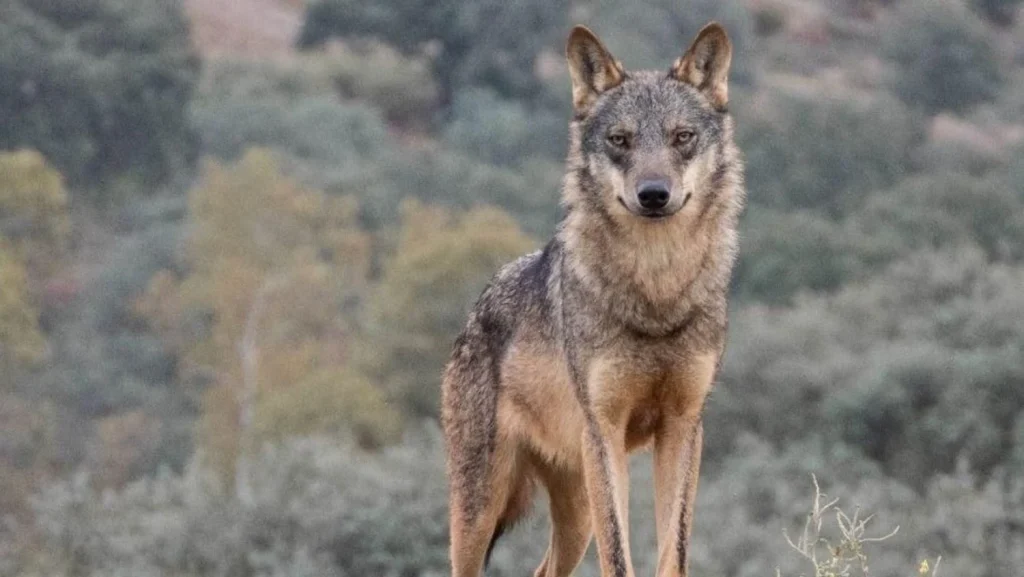 Un lobo ibérico en Asturias