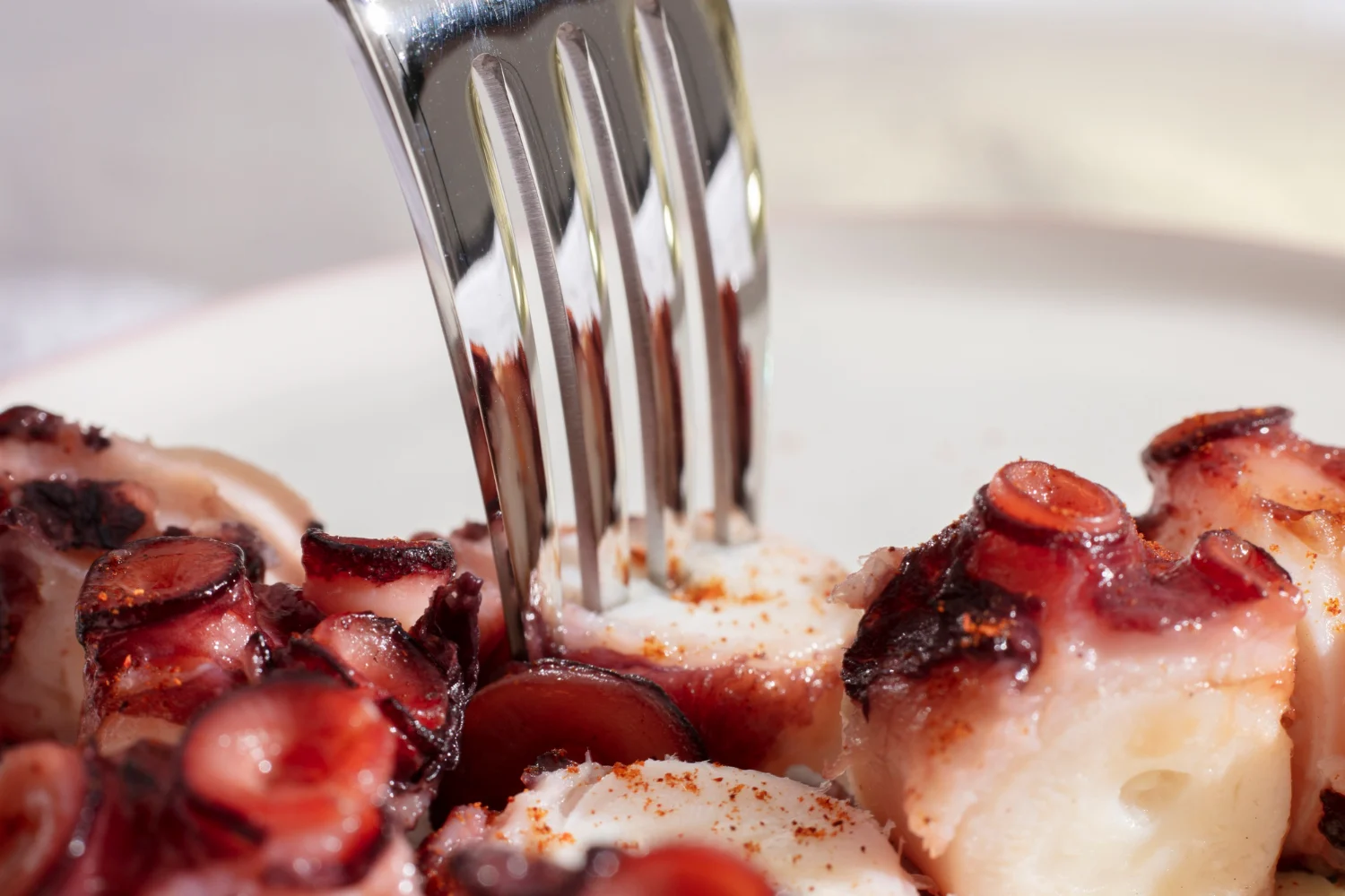 pulpo freepik 888