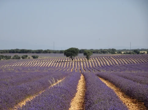 El secreto mejor guardado de Guadalajara: un mar de lavanda y calles de postal a menos de 90 minutos de la capital El secreto mejor guardado de Guadalajara: un mar de lavanda y calles de postal a menos de 90 minutos de la capital