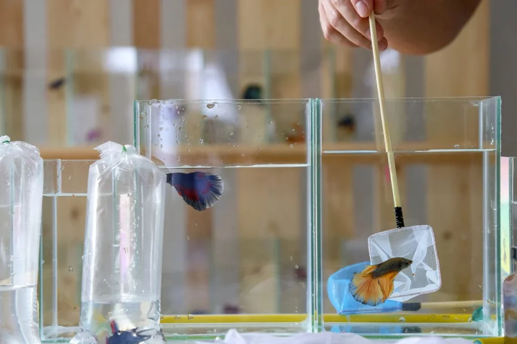 Científicos australianos revolucionan el reciclaje al convertir plástico en comida 4 Científicos australianos transforman residuos plásticos en comida sostenible mediante innovaciones en reciclaje