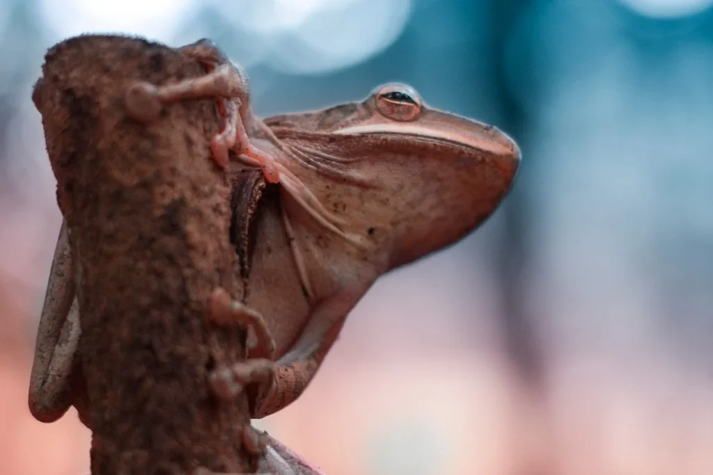 Científicos utilizan genética avanzada para la resurrección de especies animales extintas