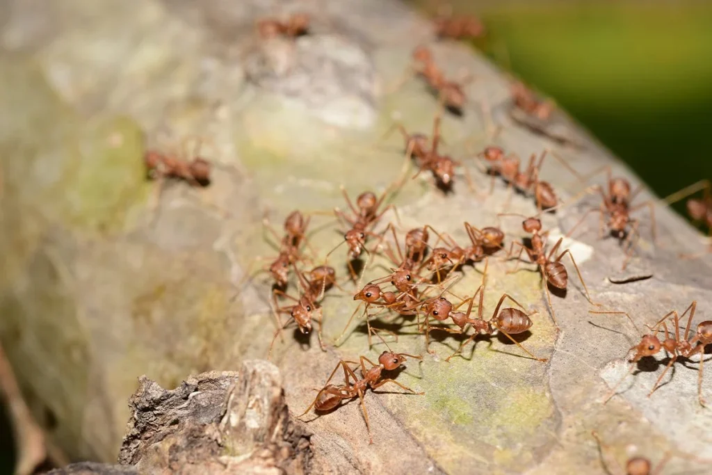 ¿Realmente los animales detectan terremotos antes que los humanos? La ciencia busca la respuesta 3 Estudios recientes analizan el comportamiento animal ante terremotos para entender su capacidad de detección