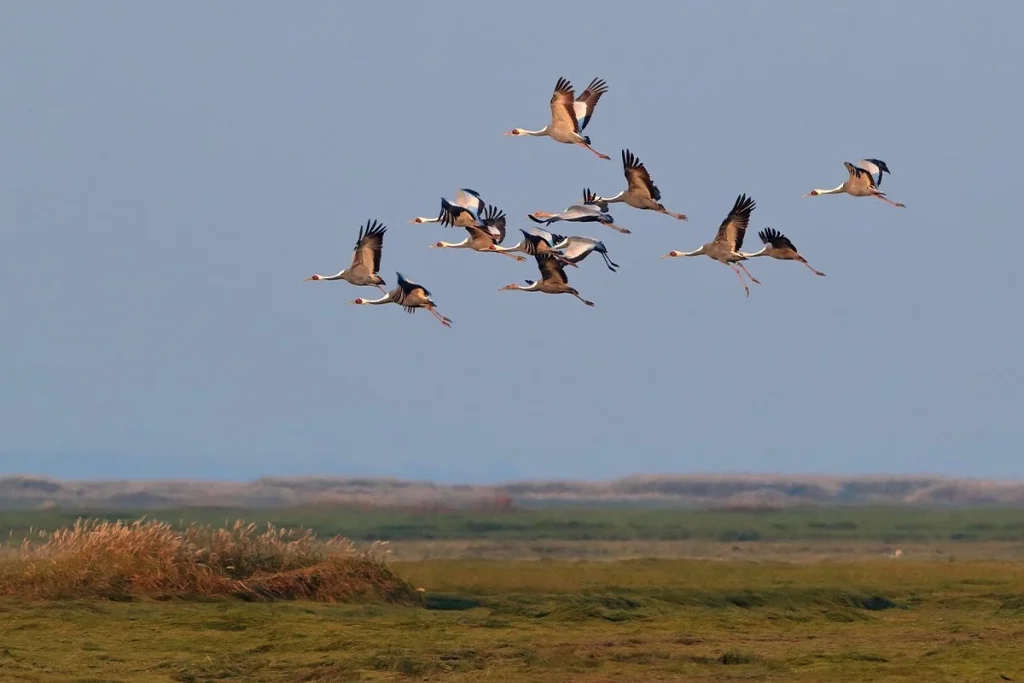¿Realmente los animales detectan terremotos antes que los humanos? La ciencia busca la respuesta 4 Expertos exploran evidencias acerca de la reacción animal previa a un terremoto en comparación con las personas
