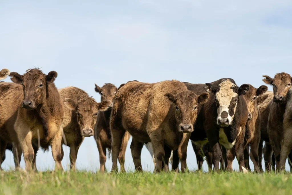 ¿Realmente los animales detectan terremotos antes que los humanos? La ciencia busca la respuesta 1 La ciencia investiga si los animales pueden percibir terremotos antes de los humanos y aporta nuevas hipótesis