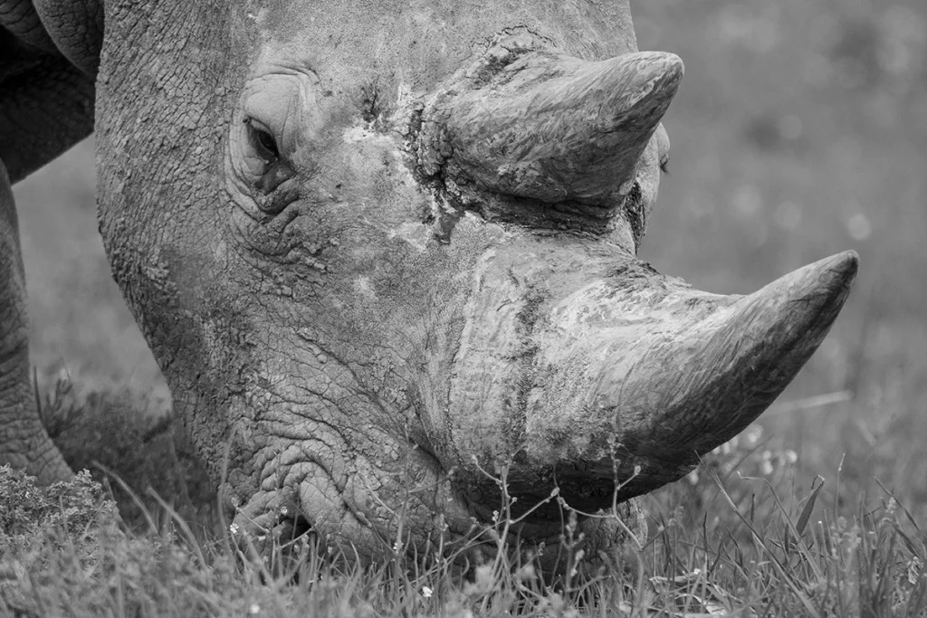 La recuperación de especies a partir de técnicas genéticas marca un hito en la conservación y biodiversidad