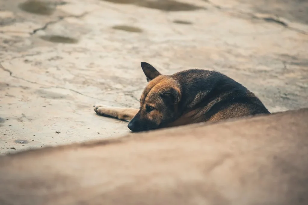¿Realmente los animales detectan terremotos antes que los humanos? La ciencia busca la respuesta 2 La teoría sobre la sensibilidad de los animales a terremotos se estudia con métodos científicos rigurosos