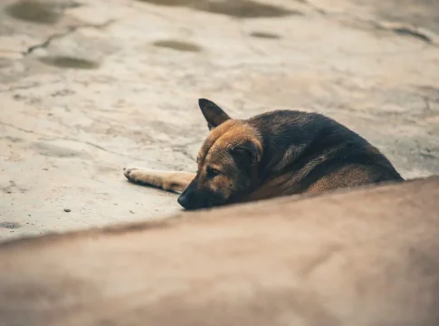 La teoría sobre la sensibilidad de los animales a terremotos se estudia con métodos científicos rigurosos La teoría sobre la sensibilidad de los animales a terremotos se estudia con métodos científicos rigurosos