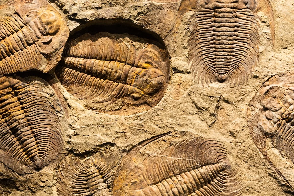 Nuevos descubrimientos arqueológicos revelan una civilización que modifica lo que se sabía de la Historia Nuevos descubrimientos arqueológicos revelan una civilización que modifica lo que se sabía de la Historia