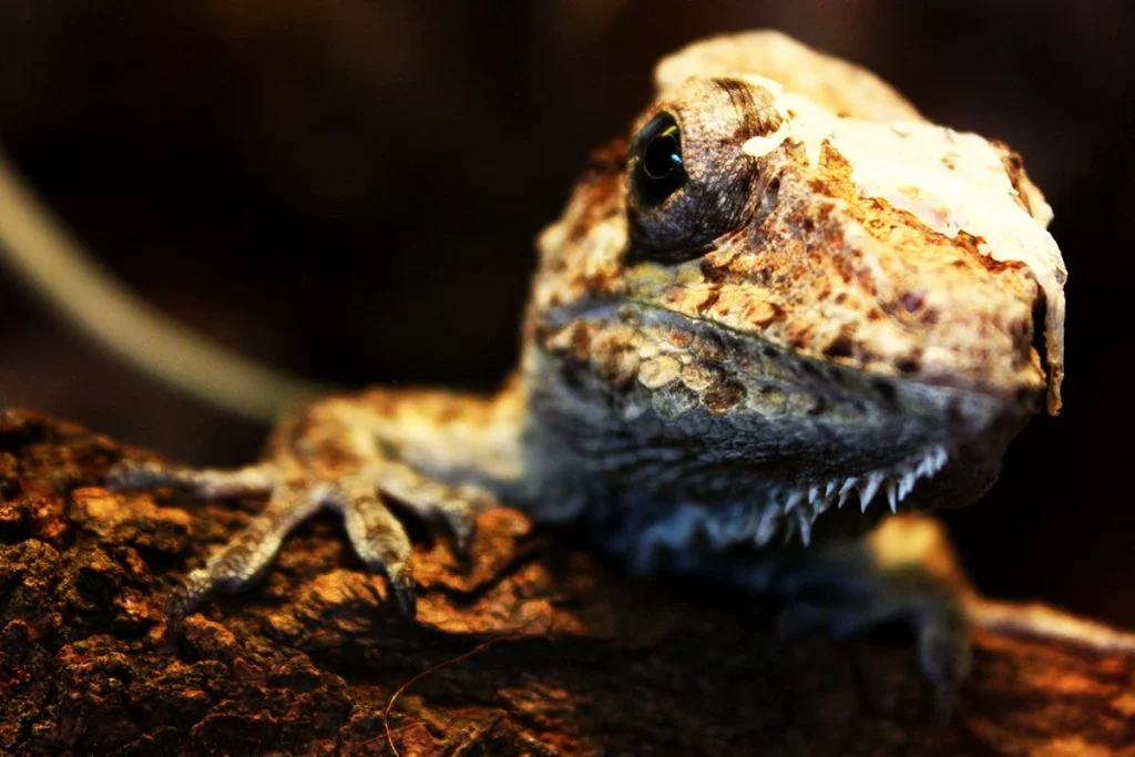 Resurgimiento de especies extintas se convierte en realidad gracias a los progresos en ingeniería genética