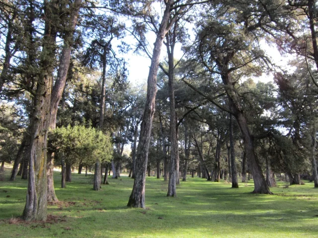 España guarda el bosque de sabinas más espectacular del planeta: gigantes de 14 metros y casi 2.000 años