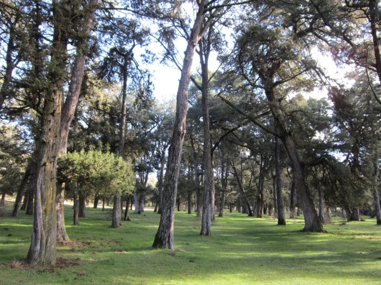 España guarda el bosque de sabinas más espectacular del planeta: gigantes de 14 metros y casi 2.000 años