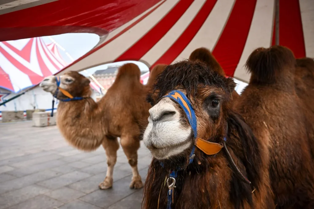 Camellos en un circo