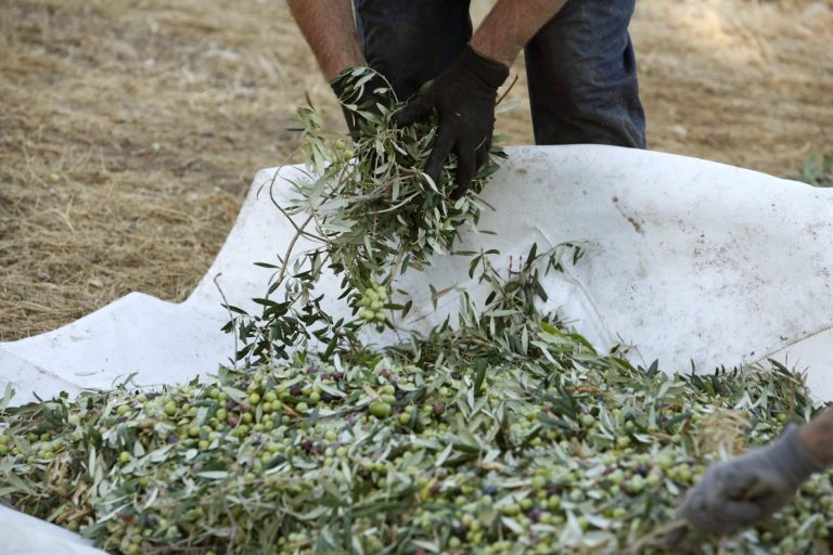 Rafael Moneo diseña la etiqueta de la XX Edición del Primer Día de Cosecha de Castillo de Canena