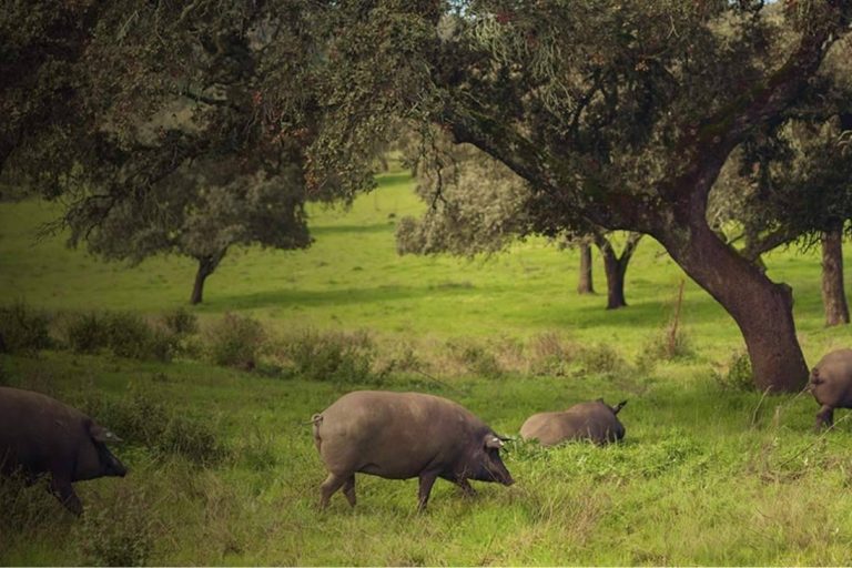 De la dehesa a la mesa; jamón ibérico para Navidad
